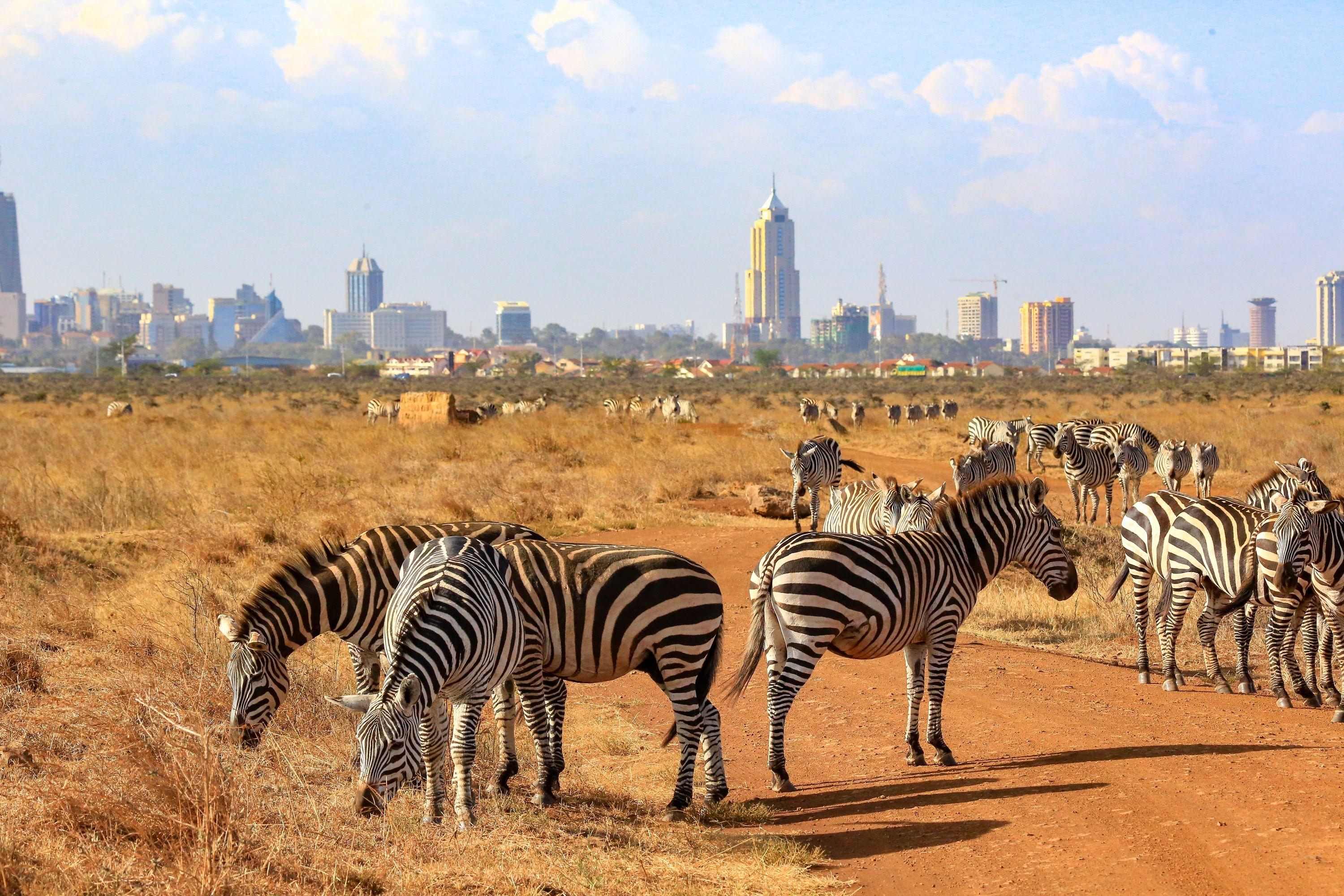 Cheap Flights from Dubai to Kenya from AED 812 KAYAK